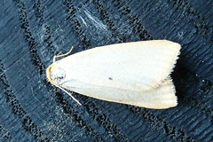 Cybosia mesomella