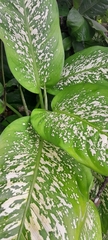 Dieffenbachia seguine