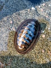 Chiton granosus