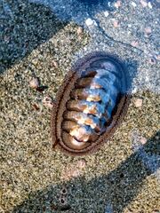 Chiton granosus
