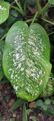 Dieffenbachia seguine