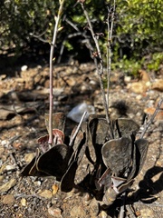 Adromischus triflorus