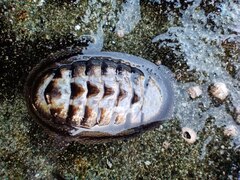 Chiton granosus