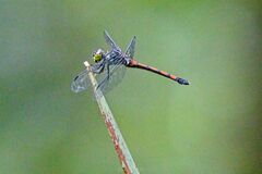 Agrionoptera insignis