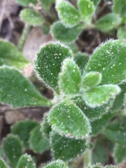 Scaevola albida