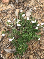 Scaevola albida