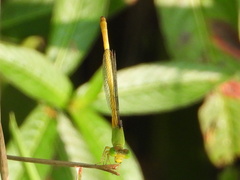 Ceriagrion coromandelianum