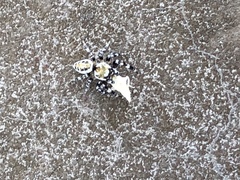 Metaphidippus chera