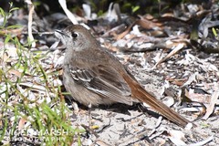 Drymodes brunneopygia