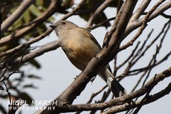 Pachycephala fuliginosa