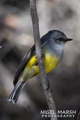 Eopsaltria griseogularis