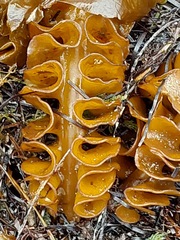Undaria pinnatifida