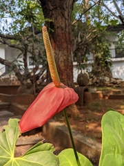 Anthurium andraeanum