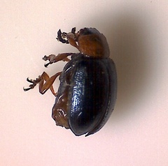 Gastrophysa polygoni