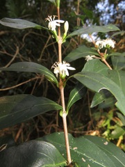 Tricalysia sonderiana
