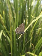 Theclinesthes miskini