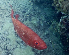 Priacanthus hamrur