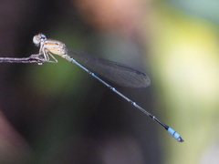 Pseudagrion microcephalum