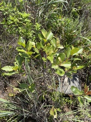 Catha edulis