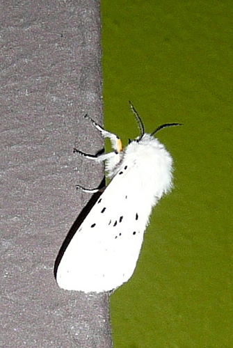 Diaphora mendica