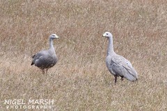 Cereopsis novaehollandiae