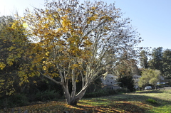 Acer macrophyllum