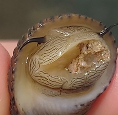 Nerita balteata