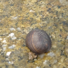 Nerita balteata