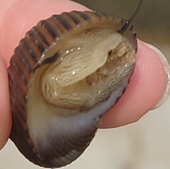 Nerita balteata