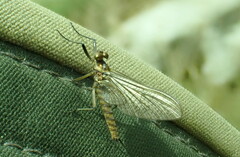 Siphlonurus lacustris