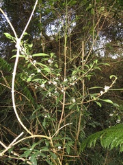 Tricalysia sonderiana