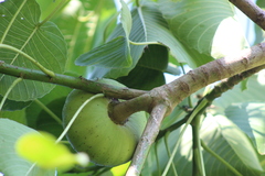 Hura polyandra