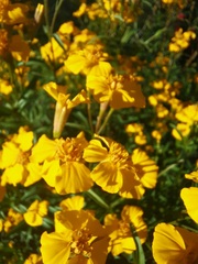 Tagetes lucida