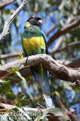 Barnardius zonarius zonarius