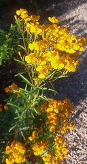Tagetes lucida