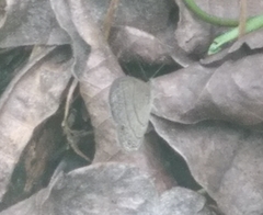 Hermeuptychia hermes