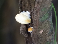 Fungi