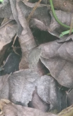 Hermeuptychia hermes