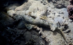 Cymbacephalus beauforti