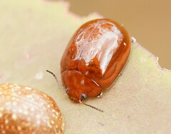 Paropsisterna nucea