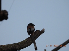 Dendrocitta vagabunda