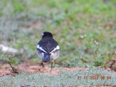 Motacilla maderaspatensis