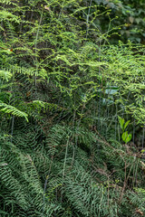 Gleichenia polypodioides