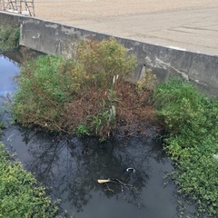 Sorghum bicolor bicolor