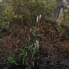 Sorghum bicolor bicolor