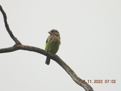Psilopogon viridis