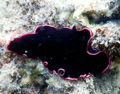 Pseudobiceros gloriosus