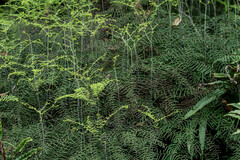 Gleichenia polypodioides