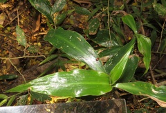 Coleotrype natalensis