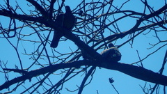 Patagioenas picazuro